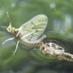 emerging mayfly
