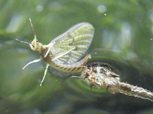 emerging mayfly