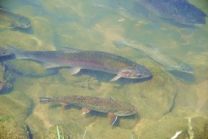 trout-tickling