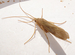 adult-caddis-fly