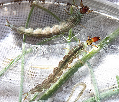 caddis-fly-nymph